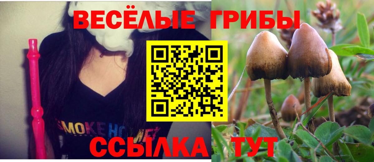 Псилоцибиновые грибы Psilocybe  как найти   Горно-Алтайск  Вход с VPN  Галлюциногенные грибы мухоморы 